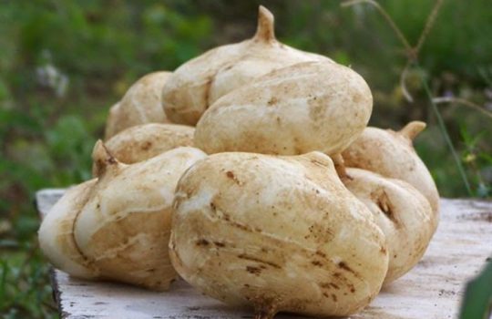 Manfaat Masker Bengkoang Mampu Mengencangkan Serta Memutihkan Kulit