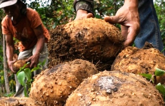 Harga Porang per Kg Terbaru di Pasaran