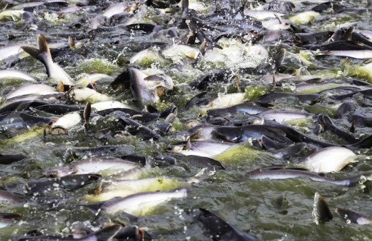 Cara Membedakan Ikan Patin Jantan dan Betina Tips Praktis untuk Pembudidaya