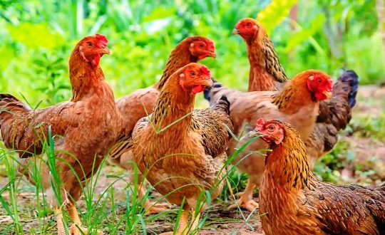 Cara Ternak Ayam Kampung Cepat Panen untuk Keuntungan Besar