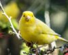 Tips Sukses Beternak Burung Kenari yang Cocok untuk Pemula
