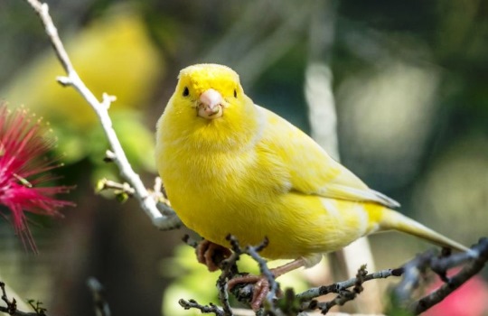 Tips Sukses Beternak Burung Kenari yang Cocok untuk Pemula