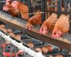 Cara Ternak Ayam Petelur untuk Pemula dari Nol sampai Panen