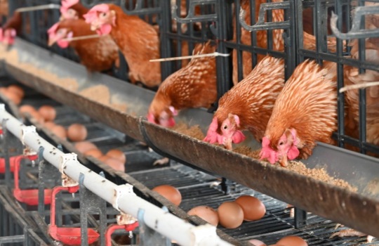 Cara Ternak Ayam Petelur untuk Pemula dari Nol sampai Panen